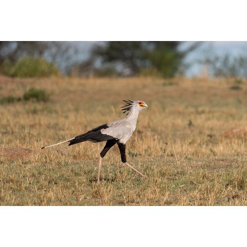 Africa-Tanzania-Serengeti National Park Secretary bird